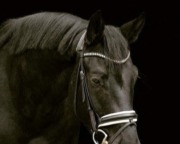 horse Cadbury (Hanoverian, 2014, from Conteur) horse Cadbury (Hanoverian, 2014, from Conteur)
