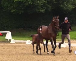 Springpferd Carlotta 349 (Westfale, 2014, von Colestus)