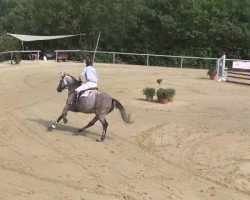 jumper Cartanga 2 (Holsteiner, 2008, from Clearway)