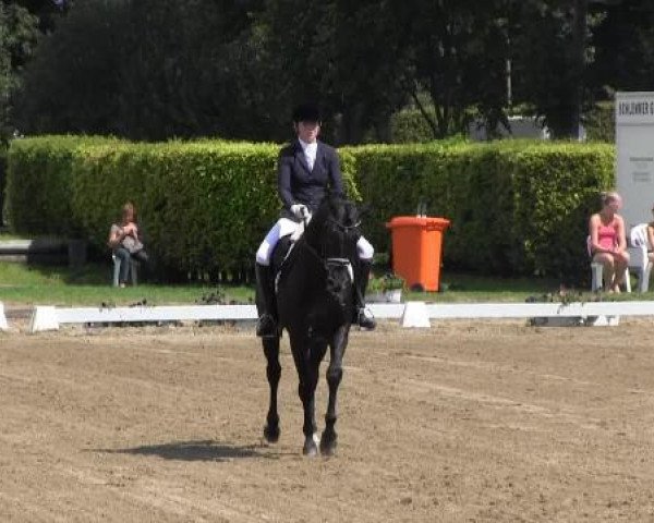 dressage horse Francesco 77 (Oldenburg, 2008, from Florencio I)