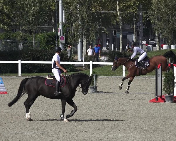 Reitturnier Bern 2020