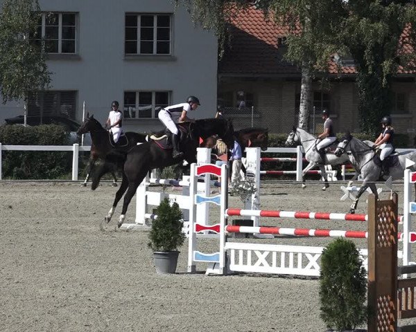 Reitturnier Bern 2020