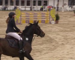jumper Chica 103 (Westphalian, 2000, from Acord II)