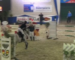 jumper Coleman 5 (KWPN (Royal Dutch Sporthorse), 2007, from Indorado)