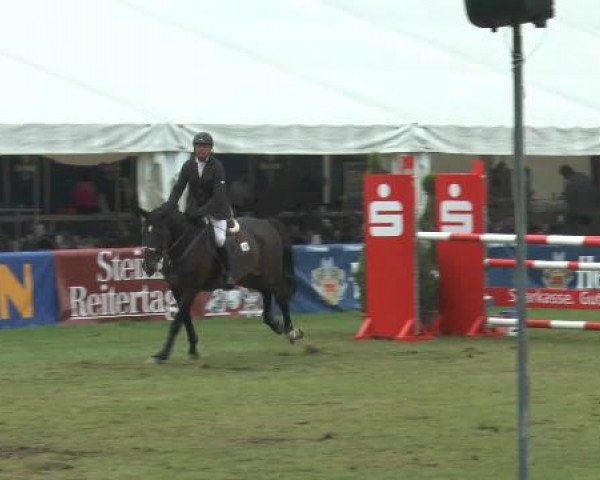 Springpferd Barrichello 8 (Sachsen-Anhaltiner, 2000, von Brandenburger)