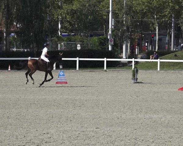Reitturnier Bern 2020