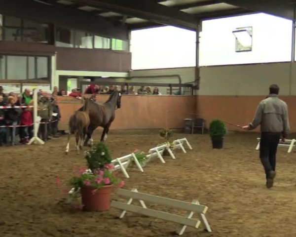 dressage horse A Limited Edition 3 (Westphalian, 2014, from All At Once)
