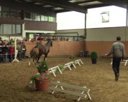 dressage horse A Limited Edition 3 (Westphalian, 2014, from All At Once)