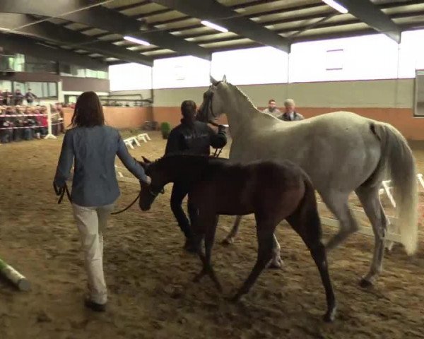 horse Stute von Depeche Mode (Westphalian, 2014, from Depeche Mode)