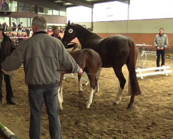 horse Stute von Peking (Westphalian, 2014, from Peking)