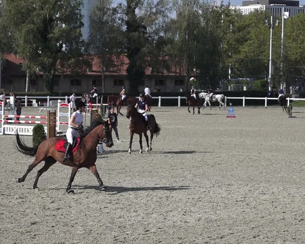 Reitturnier Bern 2020