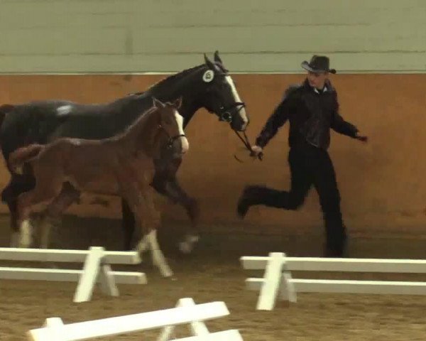 horse Stute von Arpeggio (Westphalian, 2014, from Arpeggio)