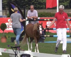 broodmare Saja Grace Lynn (Westphalian, 2011, from Golden C Goleo)