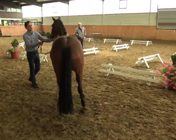horse Dorle (German Riding Pony, 2011, from FS Don't Worry)