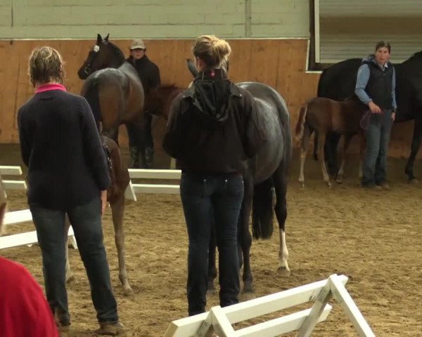 horse Hengst von Dance Star AT (German Riding Pony, 2014, from Dance Star AT NRW)