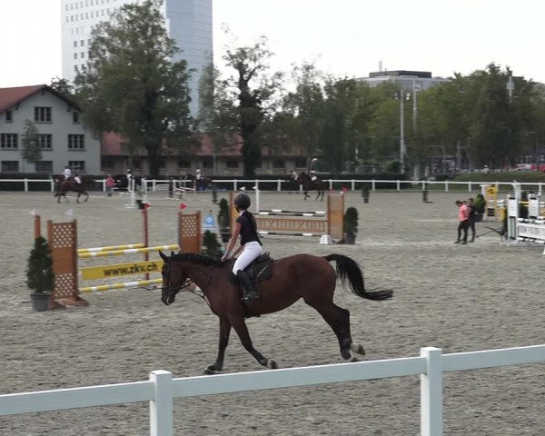Reitturnier Bern 2020