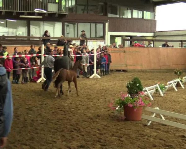 broodmare Doris Day (German Riding Pony, 2014, from FS Don't Worry)