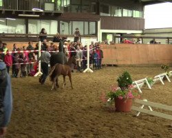 broodmare Doris Day (German Riding Pony, 2014, from FS Don't Worry)