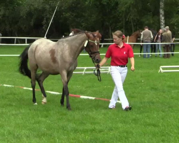 Pferd Nichts ist unmöglich (Deutsches Reitpony, 2014, von Nagano)