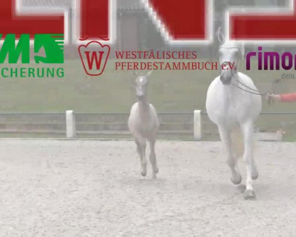 horse Hengst von Arkansas (Haflinger, 2014, from Arkansas)