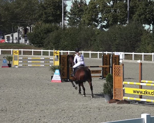 Reitturnier Bern 2020