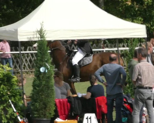 Reitturnier Wernigerode 2020