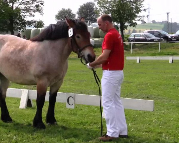 broodmare Viktoria (Rhenish-German Cold-Blood, 2011, from Erkan) broodmare Viktoria (Rhenish-German Cold-Blood, 2011, from Erkan)