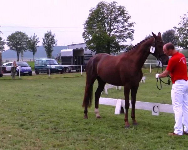 horse Stute von Diatano (Westphalian, 2011, from Diatano)