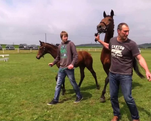 horse Stute von Jack Sparrow (Westphalian, 2014, from Jack Sparrow S)