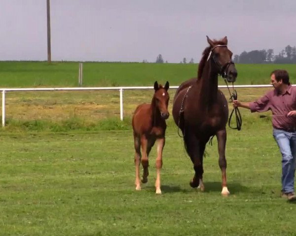 horse Sergio B (Westphalian, 2014, from Sunday)