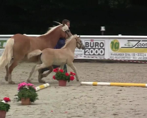 horse Hengst von Sternstunde (Westphalian, 2014, from Sternstunde)