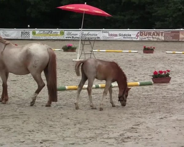 Pferd Bob Marley (Westfale, 2014, von Bob Sinclair R)