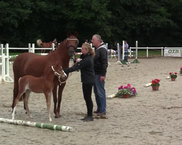Pferd Stute von Drogba (Westfale, 2014, von Dabuten van Overis Z)
