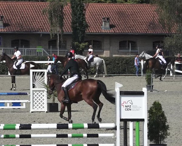 Reitturnier Bern 2020