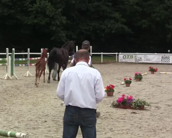 broodmare Camira B (Westphalian, 2014, from Captain Jack 44)