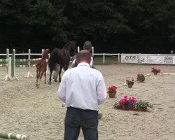 broodmare Camira B (Westphalian, 2014, from Captain Jack 44)