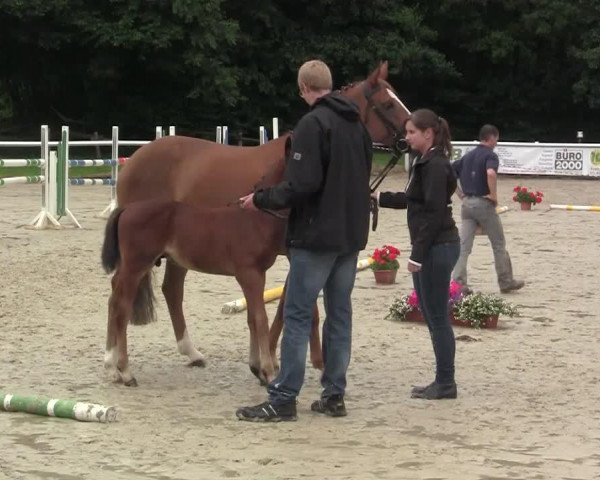 jumper Caspar B 5 (Westphalian, 2014, from Capistrano 2)