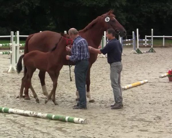 horse Hengst von Arpeggio (Westphalian, 2014, from Arpeggio)