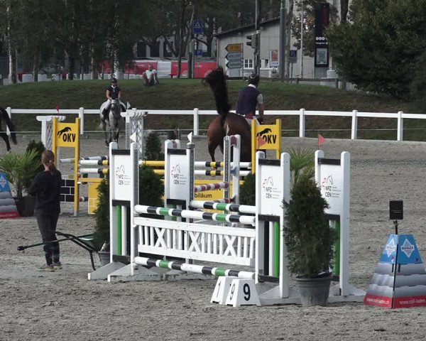 Reitturnier Bern 2020