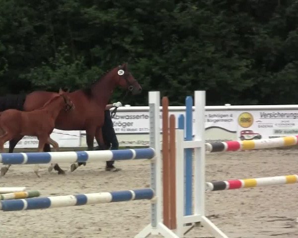 dressage horse Robert Ts (Westphalian, 2014, from Riccio)