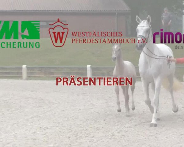 horse Hengst von Sunday (Westphalian, 2014, from Sunday)