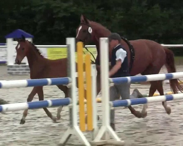 horse Simeon 8 (Westphalian, 2014, from Sunday)