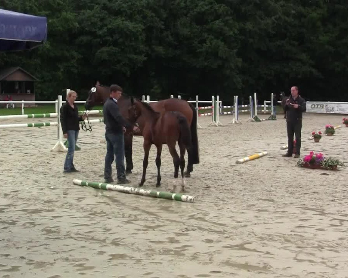 jumper Lotte von Peckelsheim (Westphalian, 2014, from Lyjanero)
