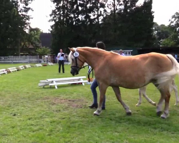 horse Stute von No Time (Haflinger, 2014, from No Time (6,25% ox))