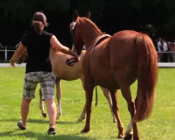 horse Hengst von Dimension AT (German Riding Pony, 2014, from Dimension AT NRW)