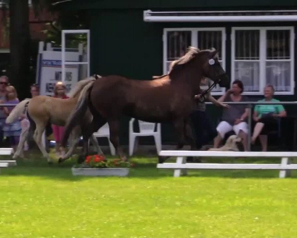 Pferd New Maja (Haflinger, 2014, von New York B (2,34% ox))