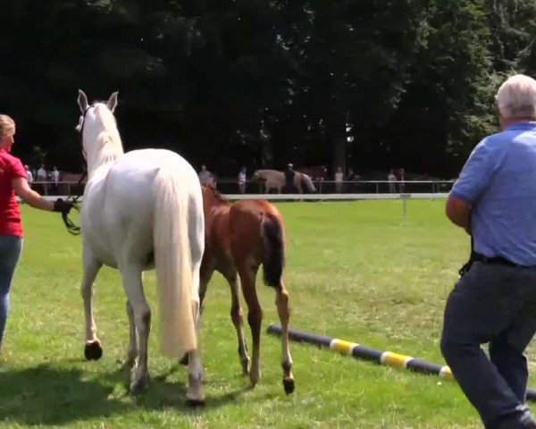 horse Stute von Nobel Nagano (German Riding Pony, 2014, from Nobel Nagano NRW)