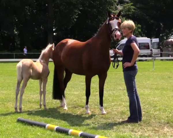 horse Stute von New Star I (German Riding Pony, 2014, from A new Star)