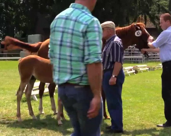 Pferd Hengst von Del Estero AT (Deutsches Reitpony, 2014, von Del Estero NRW)