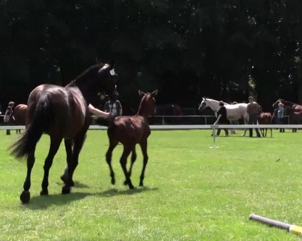 horse Stute von C-Trenton Z (Westphalian, 2014, from C-Trenton Z)